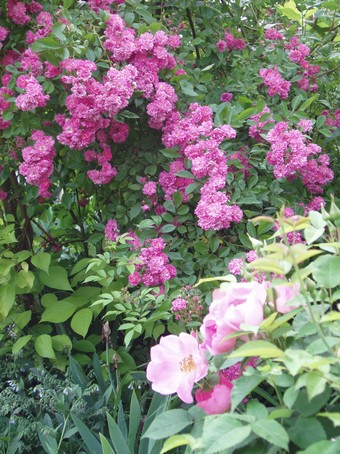Buisson de roses à Diebolsheim, en alsace